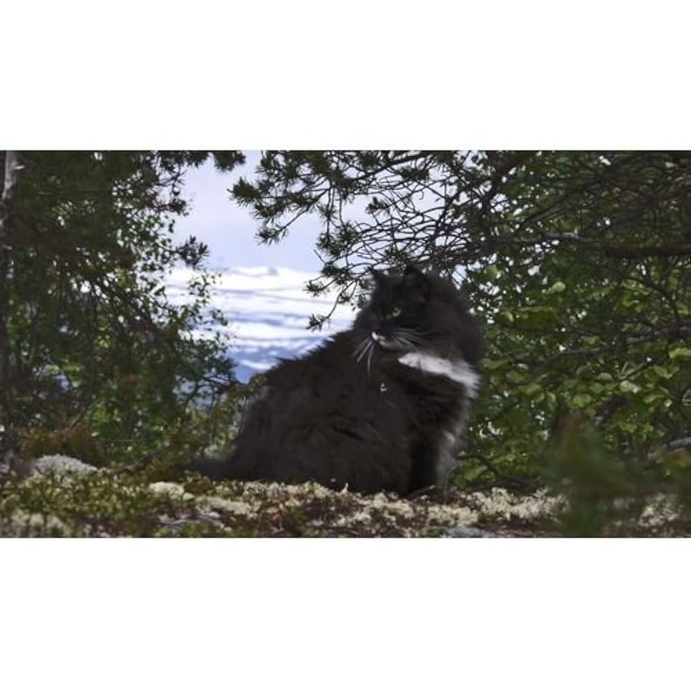 Amazon.co.jp: 岩合光昭の世界ネコ歩き ノルウェー DVD【NHK